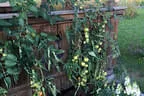 Paradiesgarten Bild 60